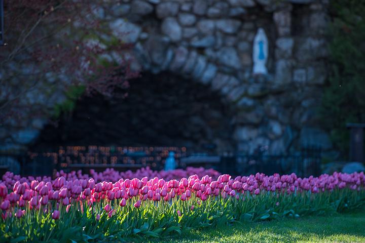 Tulips blooming in front of Notre Dame's Grotto